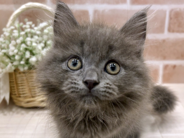 東京都のサイベリアン (ペッツファースト広尾店/2025年5月24日生まれ/男の子/ブルー)の子猫の3枚目の画像