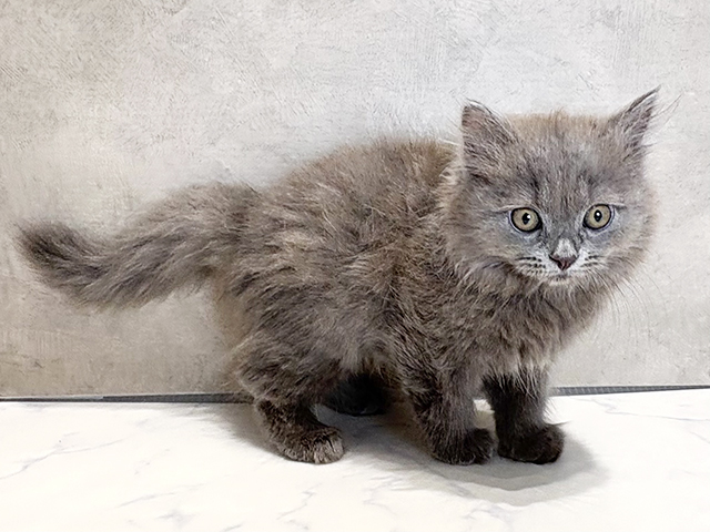 東京都のラガマフィン (ペッツファースト神楽坂店/2025年5月25日生まれ/女の子/ブルー)の子猫の2枚目の画像
