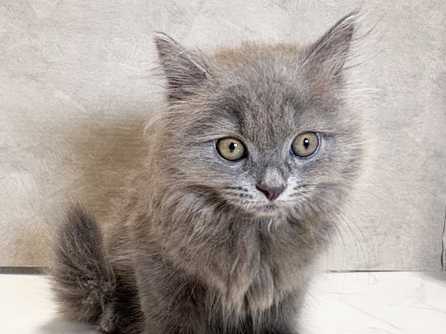 東京都のラガマフィン (ペッツファースト神楽坂店/2025年5月25日生まれ/女の子/ブルー)の子猫の3枚目の画像