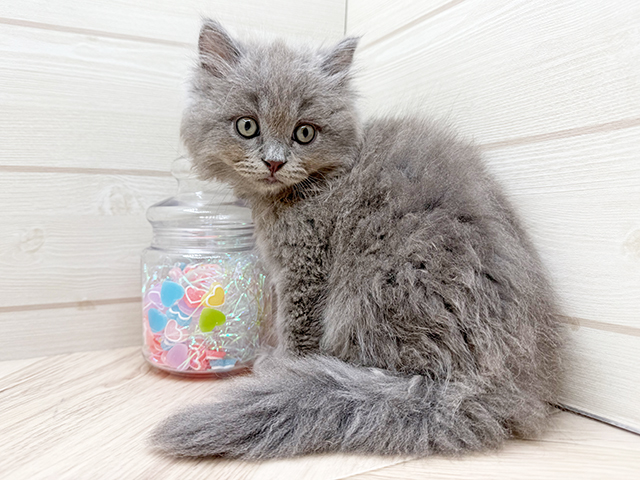 東京都のサイベリアン (ペッツファースト渋谷店/2025年5月29日生まれ/男の子/ブルー)の子猫の2枚目の画像