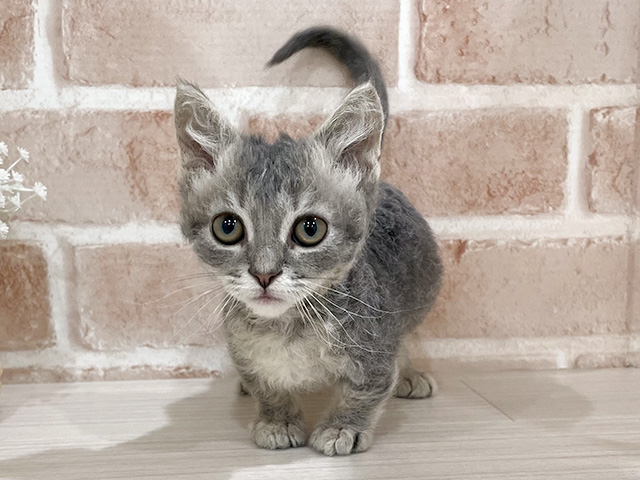 スクークム, 性別 男の子, 誕生日 2025/05/21, 毛色 ブルータビー, 出身 埼玉県, 店舗 for cats武蔵小山店(東京都), お問い合わせ番号 2504329
