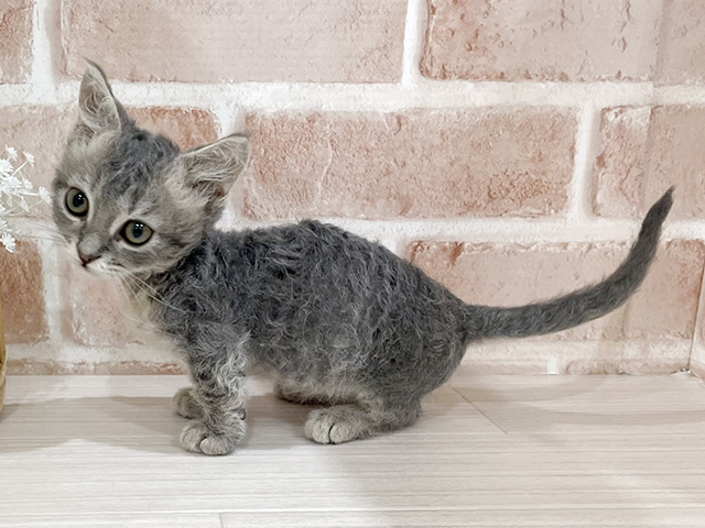 東京都のスクーカム(スクークム) (ペッツファーストfor cats武蔵小山店/2025年5月21日生まれ/男の子/ブルータビー)の子猫の2枚目の画像