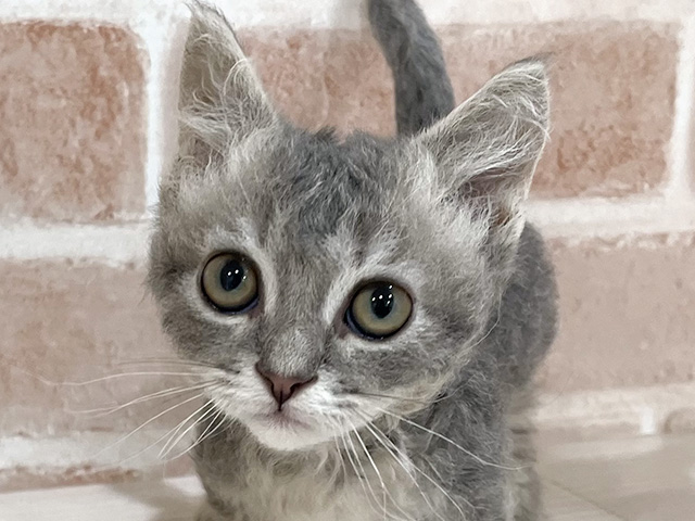 東京都のスクーカム(スクークム) (ペッツファーストfor cats武蔵小山店/2025年5月21日生まれ/男の子/ブルータビー)の子猫の3枚目の画像