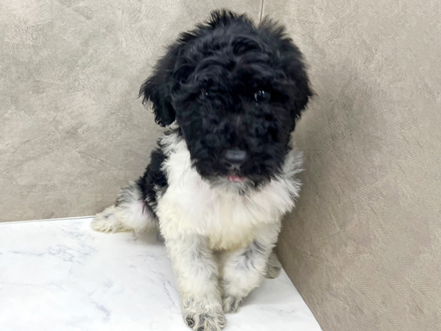 愛知県のスタンダードプードル (ペッツファースト一宮店/2025年5月15日生まれ/女の子/ブラックホワイト)の子犬の1枚目の画像