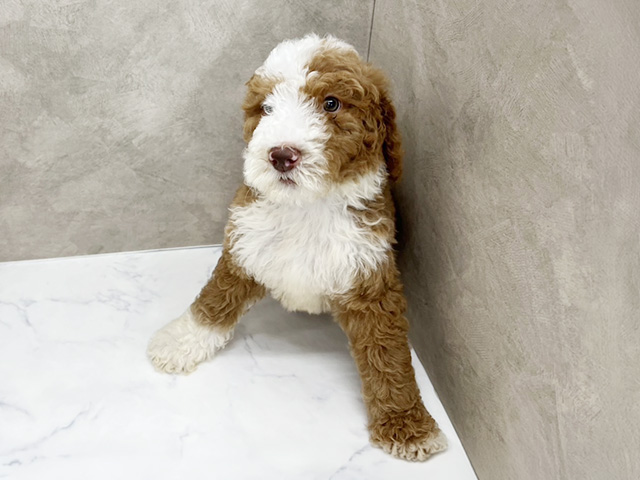 長野県のスタンダードプードル (ペッツファースト須坂店/2025年5月29日生まれ/女の子/レッドホワイト)の子犬の1枚目の画像