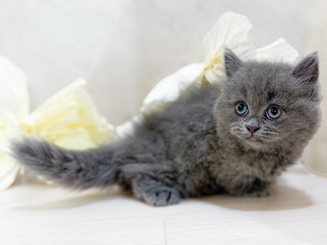 東京都のミヌエット (ペッツファースト恵比寿店/2025年5月30日生まれ/男の子/ブルー)の子猫の2枚目の画像
