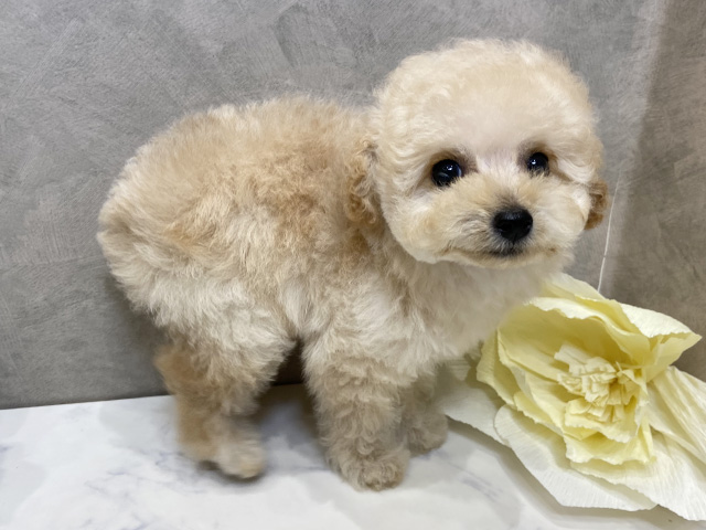 愛知県のティーカッププードル (ペッツファースト名古屋栄店/2025年6月1日生まれ/女の子/クリーム)の子犬の2枚目の画像