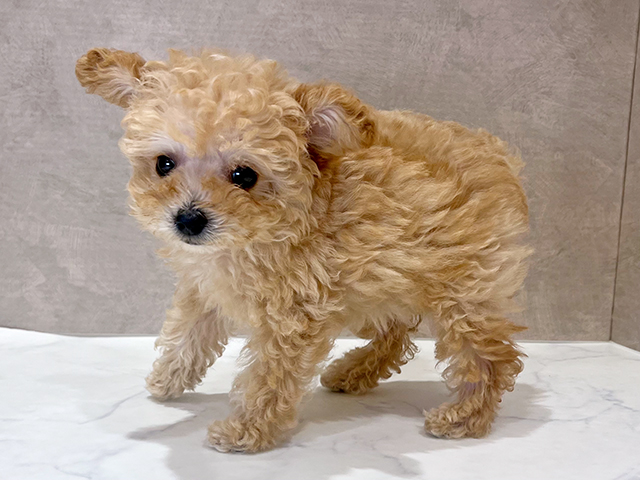 東京都のティーカッププードル (ペッツファースト新宿店/2025年6月1日生まれ/女の子/クリーム)の子犬の2枚目の画像