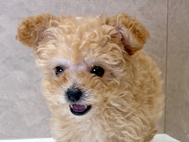 東京都のティーカッププードル (ペッツファースト新宿店/2025年6月1日生まれ/女の子/クリーム)の子犬の3枚目の画像