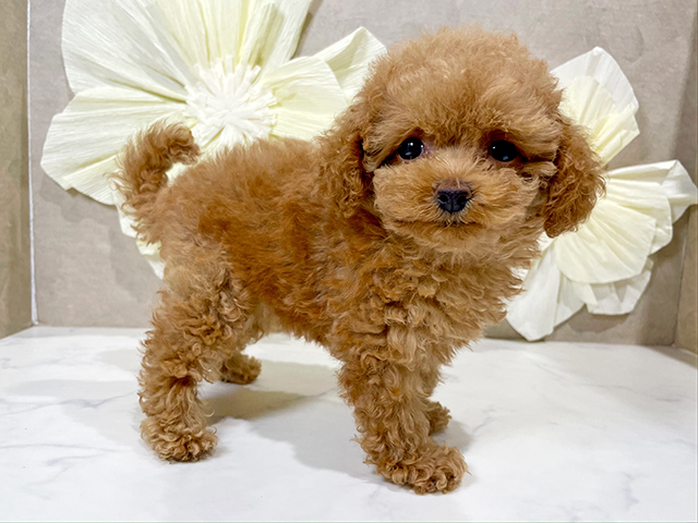 東京都のタイニープードル (ペッツファースト原宿店/2025年6月1日生まれ/女の子/レッド)の子犬の2枚目の画像