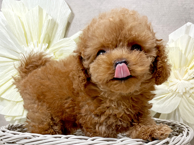 東京都のタイニープードル (ペッツファースト原宿店/2025年6月1日生まれ/女の子/レッド)の子犬の3枚目の画像