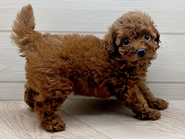 東京都のタイニープードル (ペッツファースト渋谷店/2025年6月2日生まれ/女の子/レッド)の子犬の2枚目の画像