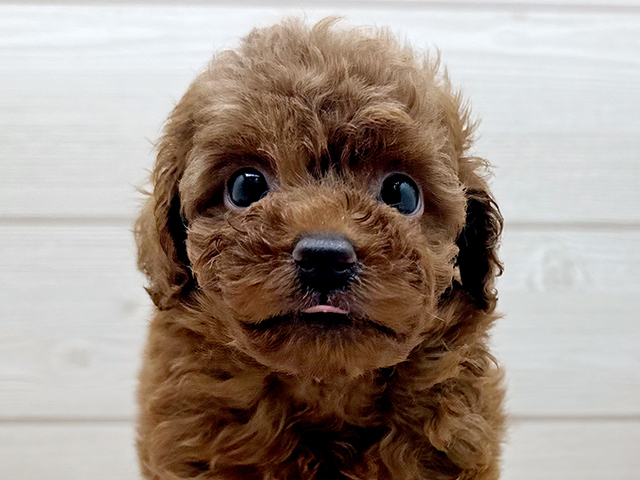 東京都のタイニープードル (ペッツファースト渋谷店/2025年6月2日生まれ/女の子/レッド)の子犬の3枚目の画像