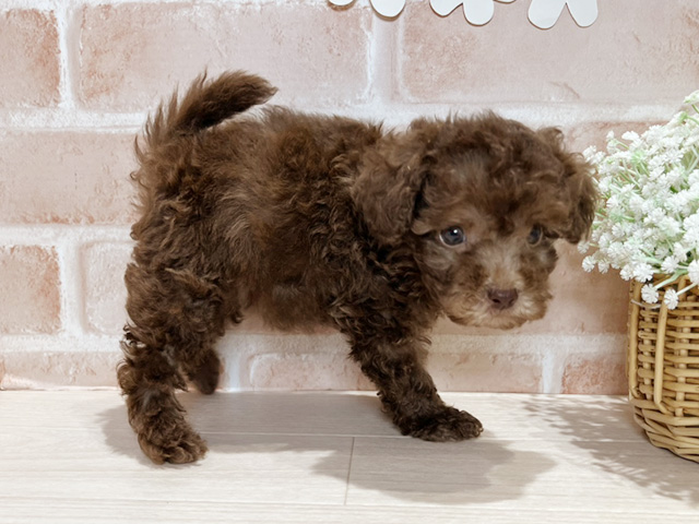 岡山県のタイニープードル (ペッツファースト倉敷店/2025年6月1日生まれ/女の子/ブラウン)の子犬の2枚目の画像