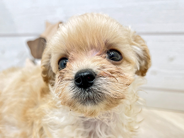 ミックス 広島府中店 │ペッツファースト公式サイト