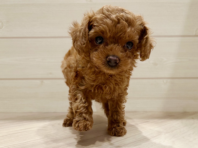 東京都のタイニープードル (ペッツファースト豊洲店/2025年5月28日生まれ/男の子/レッド)の子犬の1枚目の画像