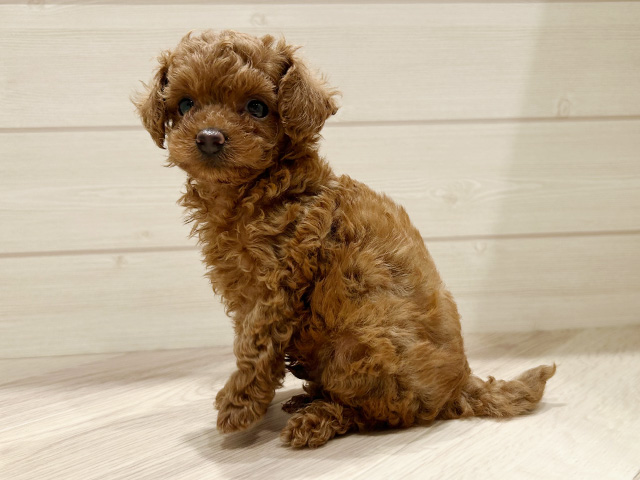 東京都のタイニープードル (ペッツファースト豊洲店/2025年5月28日生まれ/男の子/レッド)の子犬の2枚目の画像