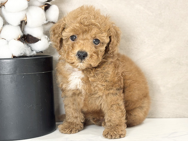東京都のタイニープードル (ペッツファースト武蔵小山店/2025年6月1日生まれ/男の子/レッド)の子犬