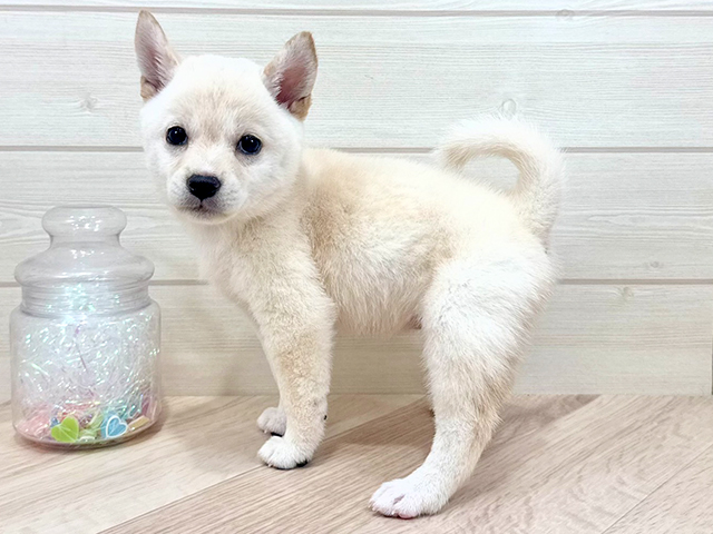 千葉県の豆柴 (ペッツファーストららぽーとTOKYO-BAY店/2025年6月2日生まれ/女の子/白)の子犬の2枚目の画像