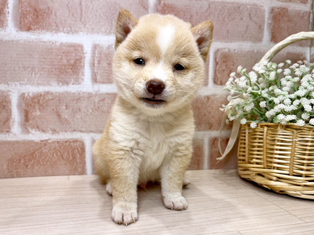 東京都の豆柴 (ペッツファースト広尾店/2025年6月1日生まれ/男の子/白)の子犬の1枚目の画像