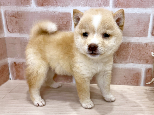 東京都の豆柴 (ペッツファースト広尾店/2025年6月1日生まれ/男の子/白)の子犬の2枚目の画像