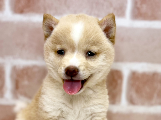 東京都の豆柴 (ペッツファースト広尾店/2025年6月1日生まれ/男の子/白)の子犬の3枚目の画像