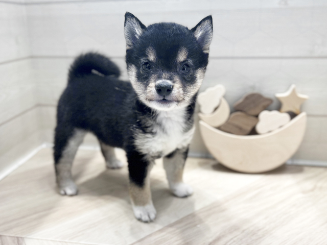 大阪府の豆柴 (ペッツファースト心斎橋本店/2025年6月1日生まれ/女の子/黒)の子犬の1枚目の画像