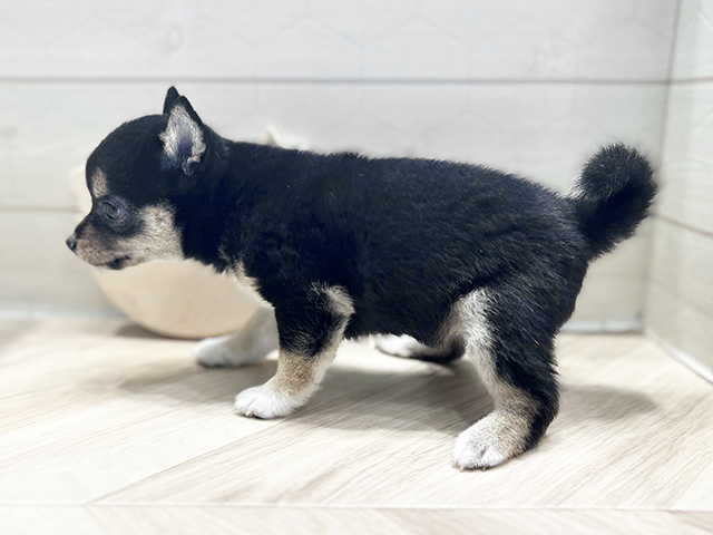 大阪府の豆柴 (ペッツファースト心斎橋本店/2025年6月1日生まれ/女の子/黒)の子犬の2枚目の画像
