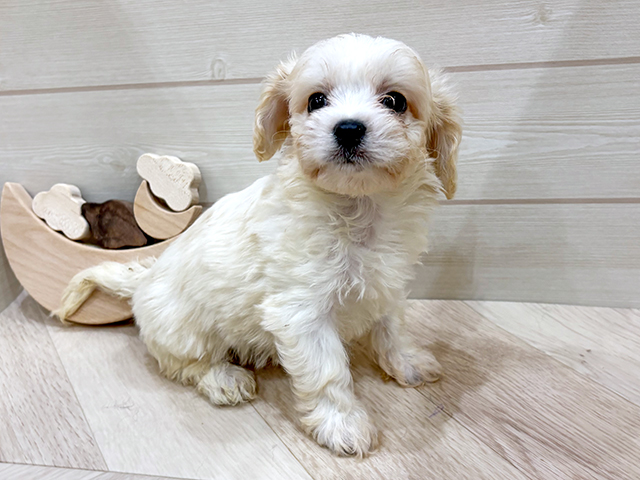 福岡県のハーフ犬・ミックス犬 (ペッツファースト福岡天神店/2025年6月2日生まれ/男の子/ブレンハイム)の子犬