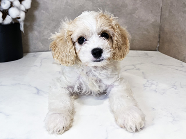 東京都のハーフ犬・ミックス犬 (ペッツファーストららぽーと立川立飛店/2025年6月2日生まれ/男の子/ブレンハイム)の子犬の1枚目の画像