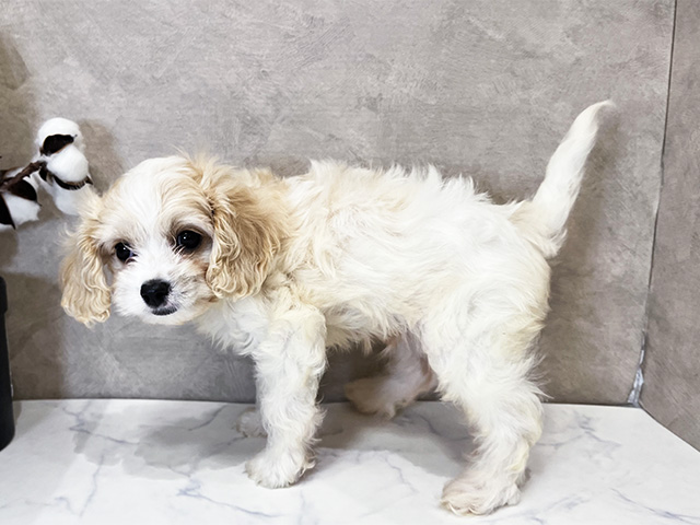 東京都のハーフ犬・ミックス犬 (ペッツファーストららぽーと立川立飛店/2025年6月2日生まれ/男の子/ブレンハイム)の子犬の2枚目の画像