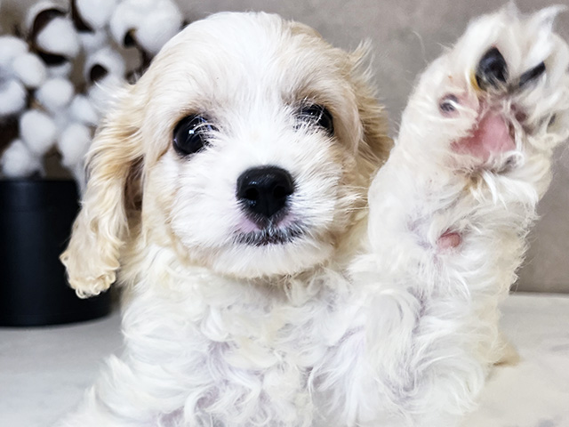 東京都のハーフ犬・ミックス犬 (ペッツファーストららぽーと立川立飛店/2025年6月2日生まれ/男の子/ブレンハイム)の子犬の3枚目の画像