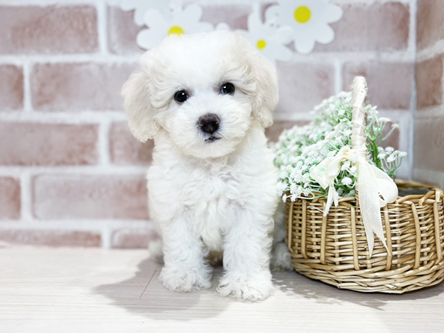 岡山県のビションフリーゼ (ペッツファースト倉敷店/2025年6月2日生まれ/男の子/ホワイト)の子犬の1枚目の画像