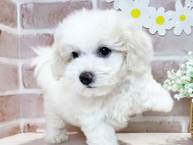 岡山県のビションフリーゼ (ペッツファースト倉敷店/2025年6月2日生まれ/男の子/ホワイト)の子犬の3枚目の画像
