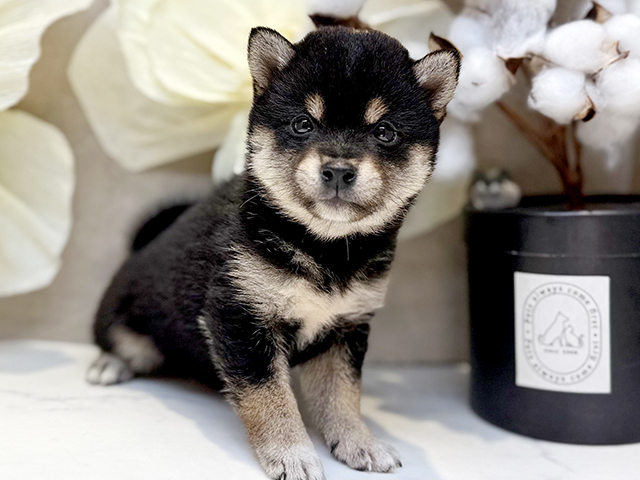 埼玉県の豆柴 (ペッツファースト川口店/2025年6月1日生まれ/女の子/黒)の子犬の1枚目の画像
