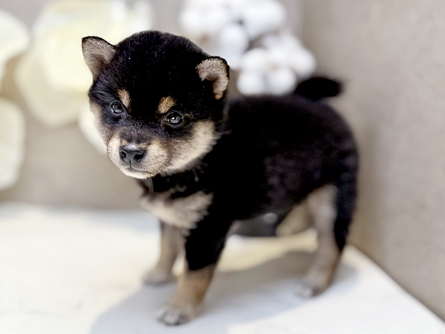 埼玉県の豆柴 (ペッツファースト川口店/2025年6月1日生まれ/女の子/黒)の子犬の2枚目の画像