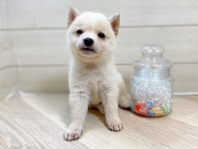 埼玉県の豆柴 (ペッツファーストレイクタウン店/2025年6月2日生まれ/男の子/白)の子犬の1枚目の画像