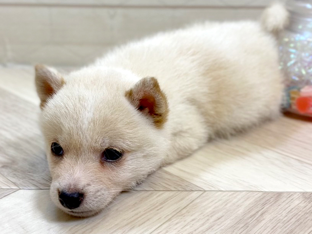 埼玉県の豆柴 (ペッツファーストレイクタウン店/2025年6月2日生まれ/男の子/白)の子犬の3枚目の画像