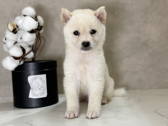 福岡県の豆柴 (ペッツファースト福津店/2025年6月2日生まれ/男の子/白)の子犬の1枚目の画像