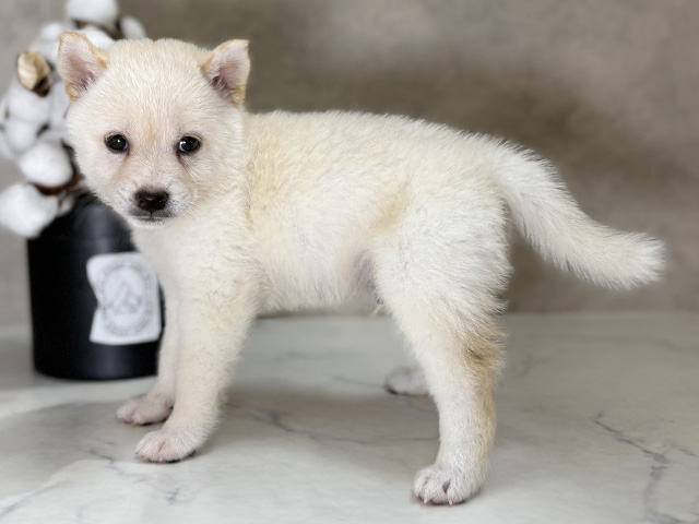 福岡県の豆柴 (ペッツファースト福津店/2025年6月2日生まれ/男の子/白)の子犬の2枚目の画像