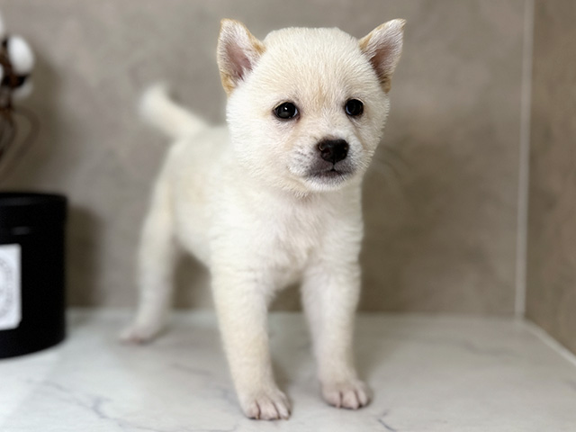 福岡県の豆柴 (ペッツファースト福津店/2025年6月2日生まれ/男の子/白)の子犬の3枚目の画像