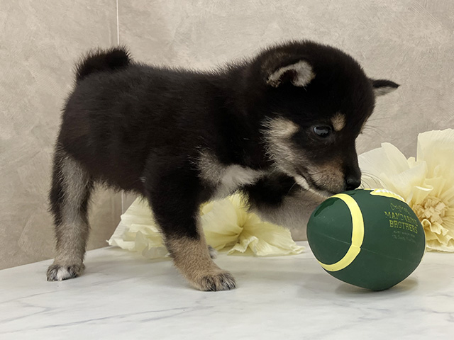 奈良県の豆柴 (ペッツファースト橿原店/2025年6月2日生まれ/男の子/黒)の子犬の2枚目の画像