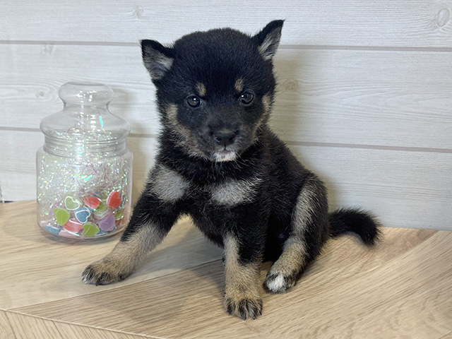 神奈川県の豆柴 (ペッツファースト川崎店/2025年6月2日生まれ/女の子/黒)の子犬の1枚目の画像