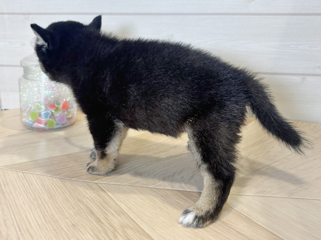 神奈川県の豆柴 (ペッツファースト川崎店/2025年6月2日生まれ/女の子/黒)の子犬の2枚目の画像