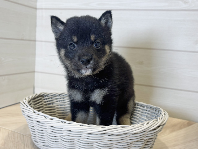 神奈川県の豆柴 (ペッツファースト川崎店/2025年6月2日生まれ/女の子/黒)の子犬の3枚目の画像