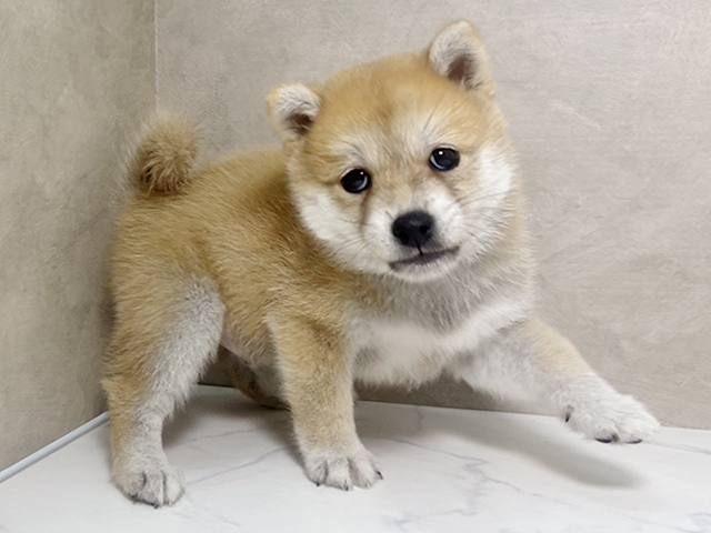大阪府の豆柴 (ペッツファースト東大阪店/2025年5月31日生まれ/男の子/赤)の子犬の2枚目の画像