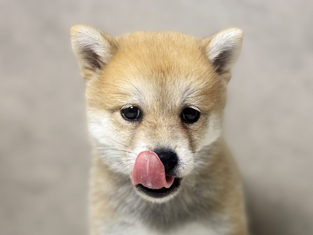 大阪府の豆柴 (ペッツファースト東大阪店/2025年5月31日生まれ/男の子/赤)の子犬の3枚目の画像