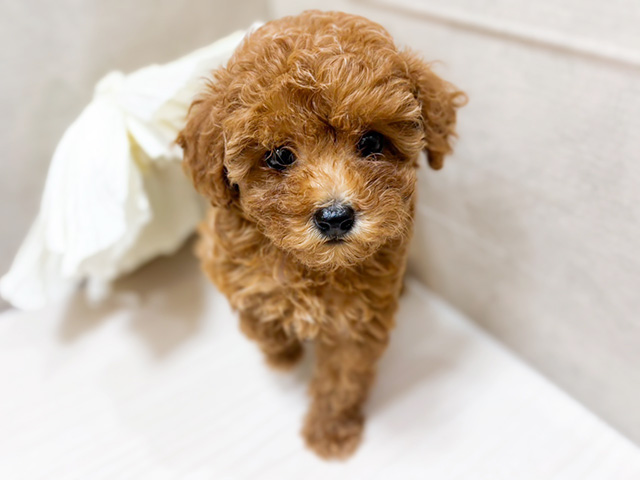 東京都のタイニープードル (ペッツファースト恵比寿店/2025年5月29日生まれ/女の子/レッド)の子犬