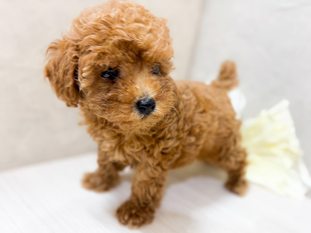 東京都のタイニープードル (ペッツファースト恵比寿店/2025年5月29日生まれ/女の子/レッド)の子犬の2枚目の画像