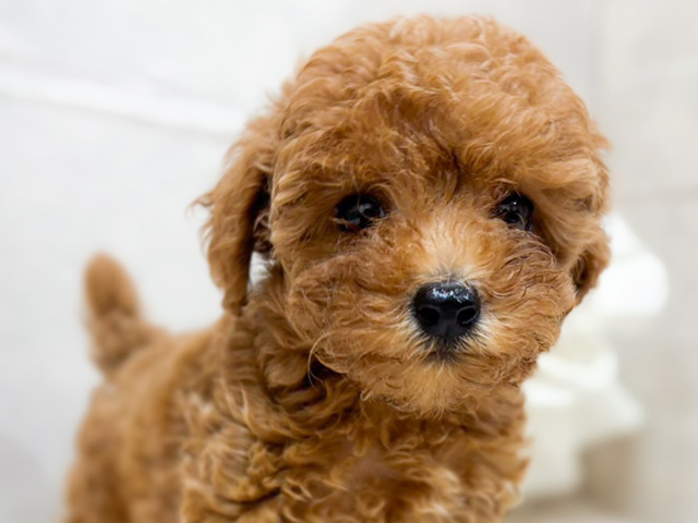 東京都のタイニープードル (ペッツファースト恵比寿店/2025年5月29日生まれ/女の子/レッド)の子犬の3枚目の画像